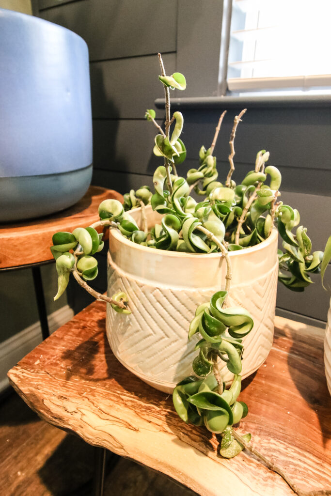 hoya rope plant in pot