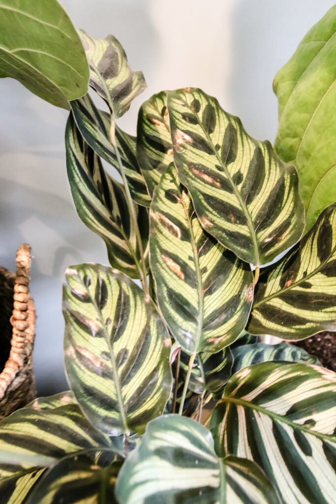 Calathea Peacock plant