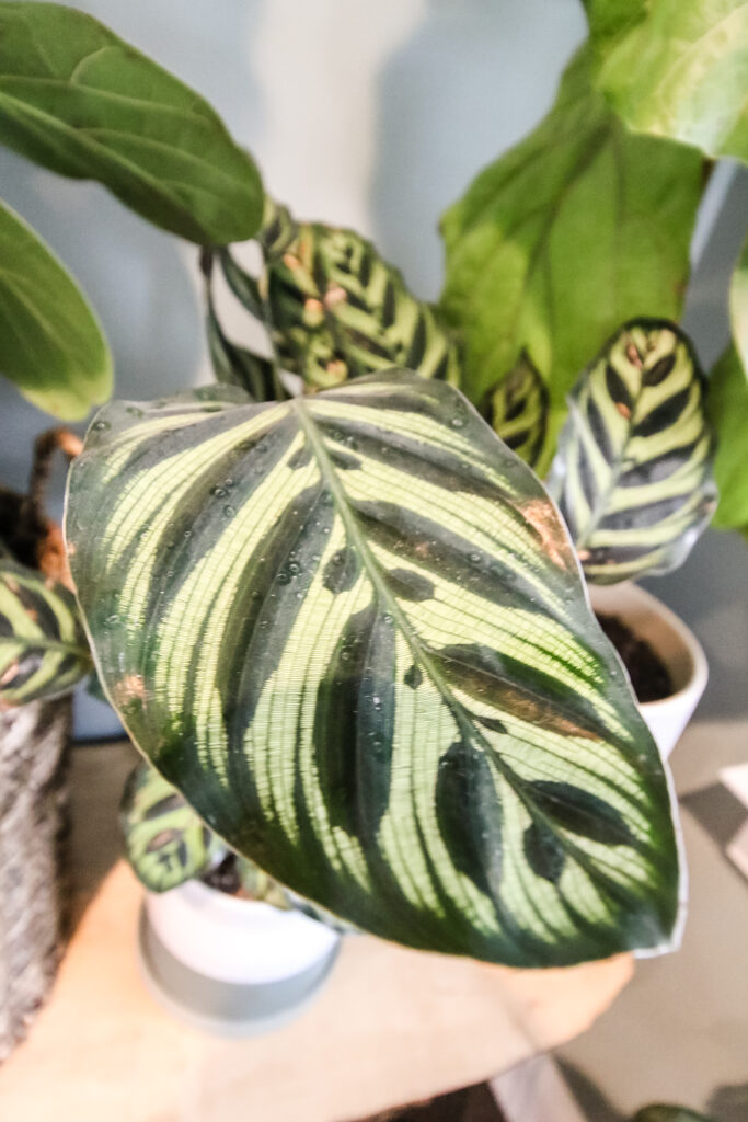 Calathea Peacock plant