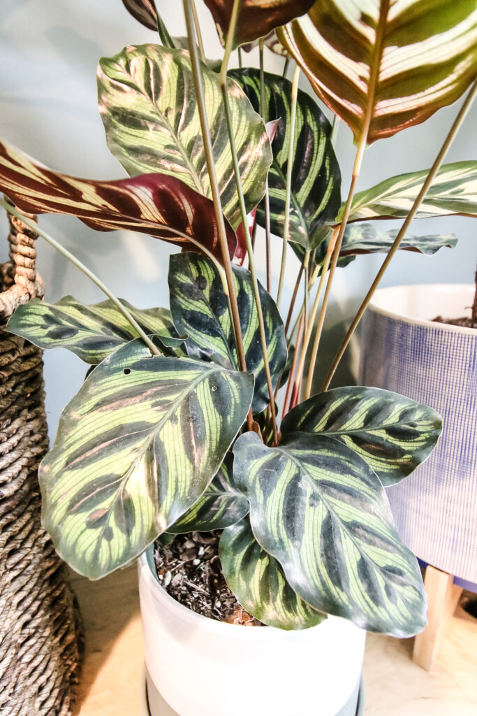 Calathea Peacock plant