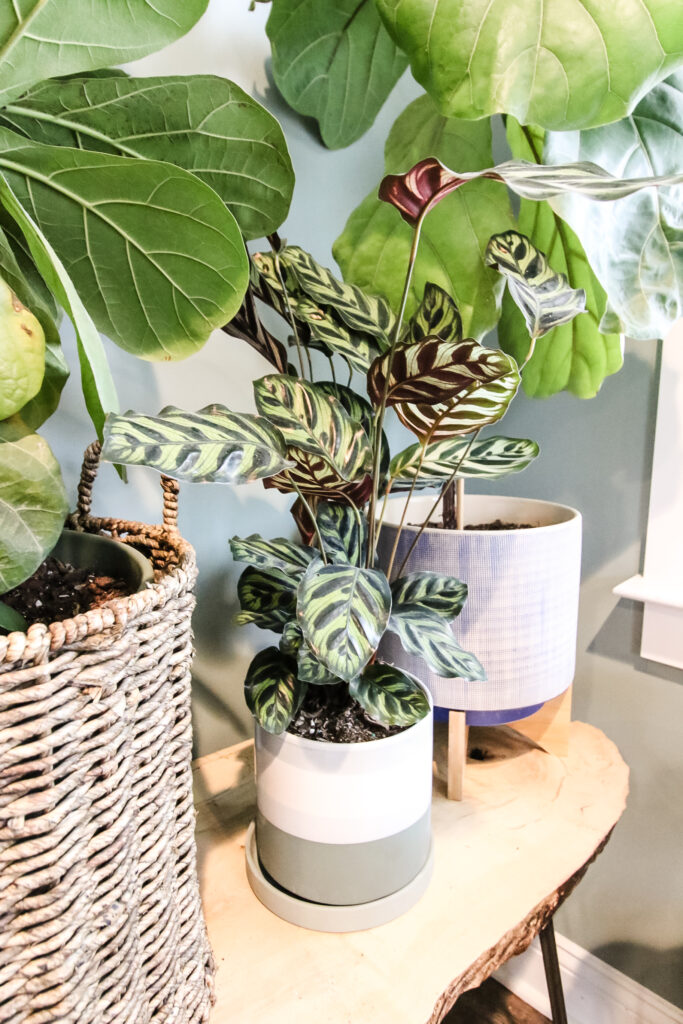 Calathea Peacock plant