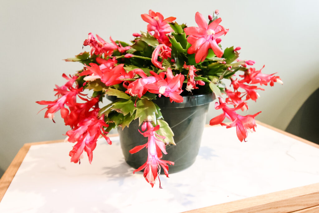 thanksgiving cactus in bloom