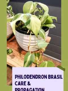 Philodendron Brasil care and propagation