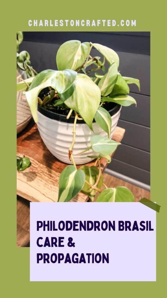 Philodendron Brasil care and propagation