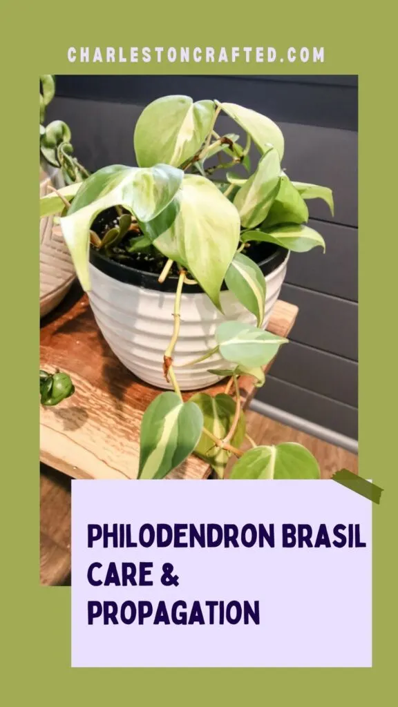 Philodendron Brasil care and propagation