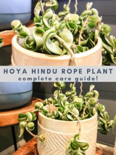 hoya hindu rope plant complete care guide