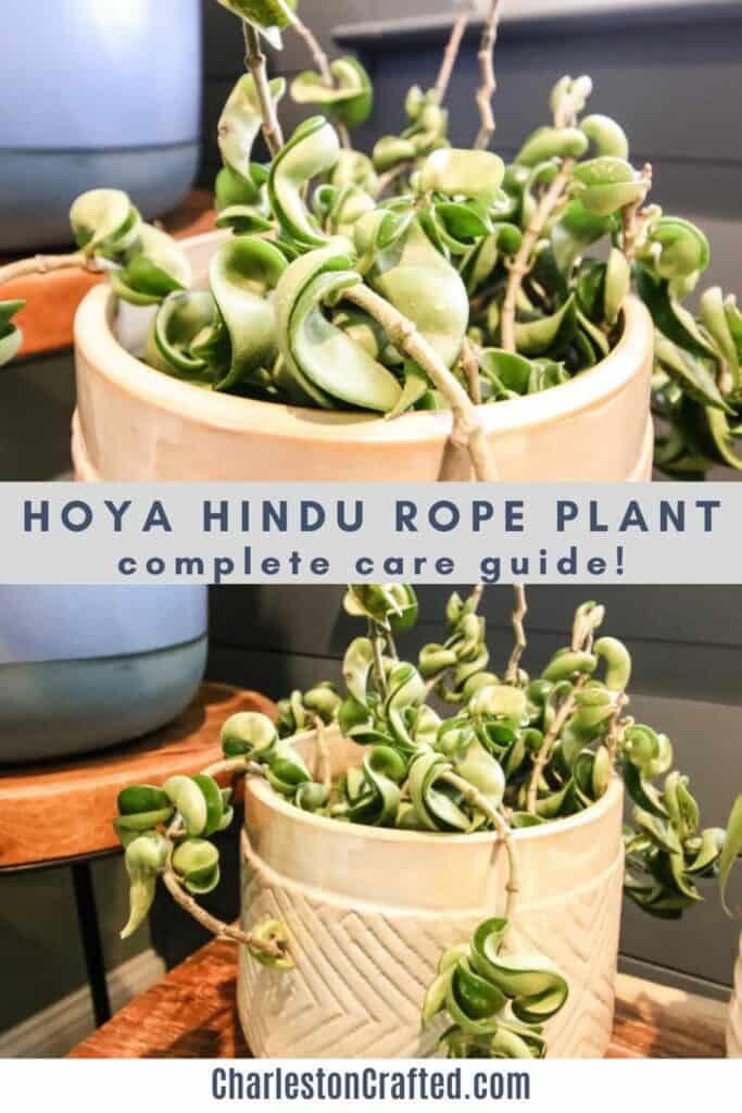 hoya hindu rope plant complete care guide