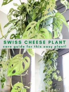 swiss cheese plant care guide