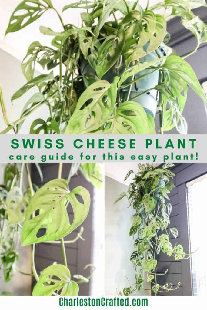 swiss cheese plant care guide