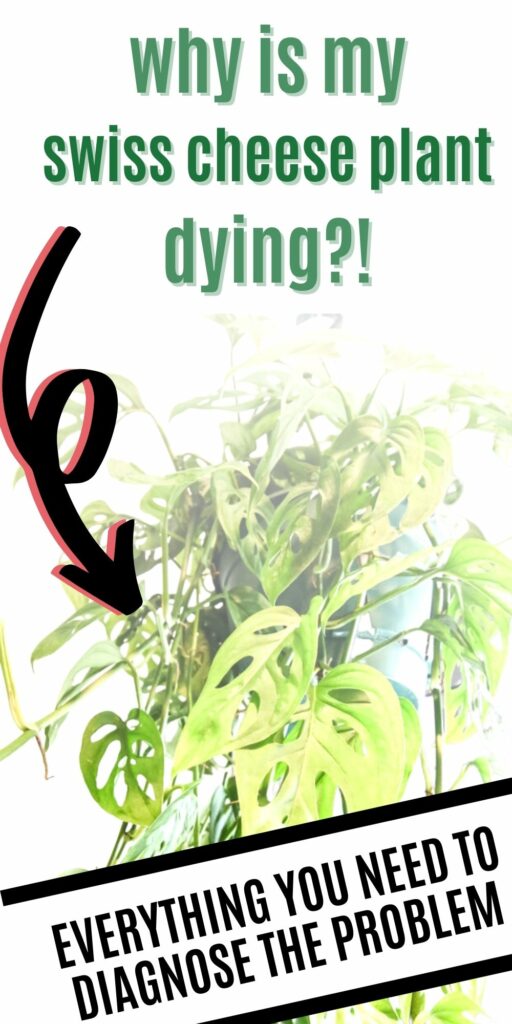 why is my swiss cheese plant dying