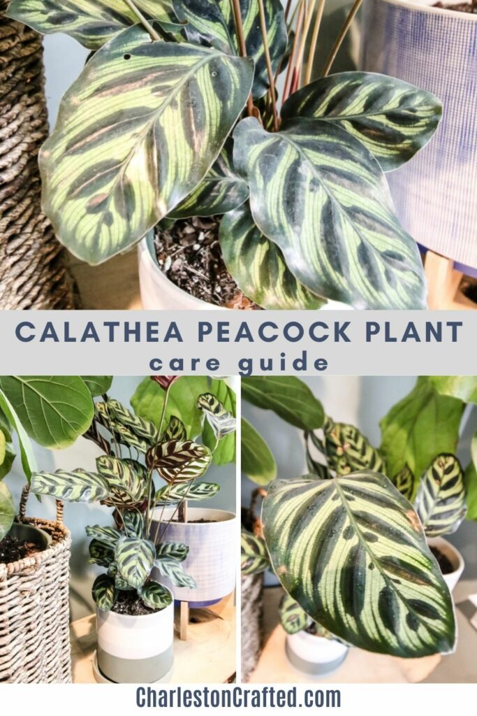 Calathea Peacock plant care guide
