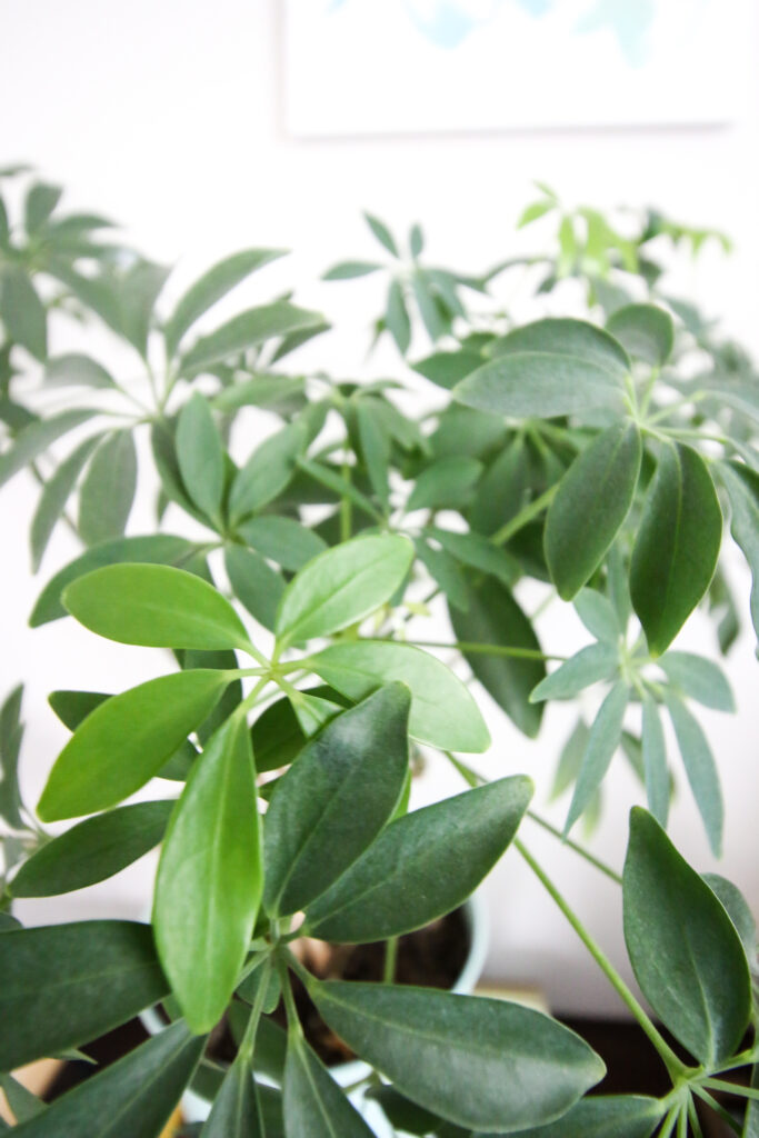 close up of umbrella plant