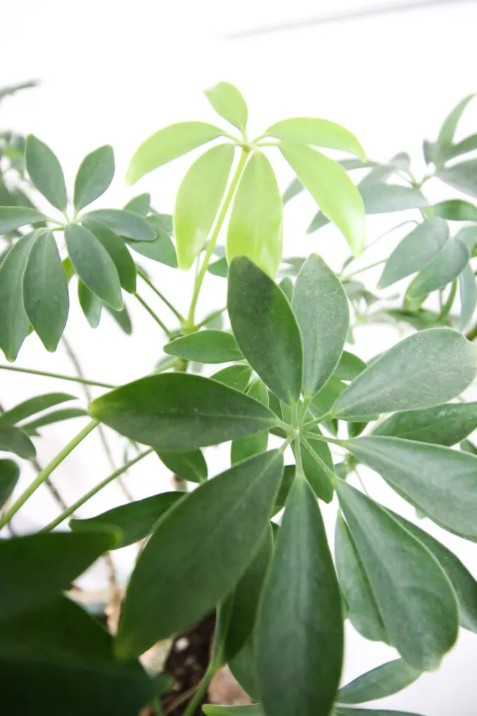 close up of umbrella plant