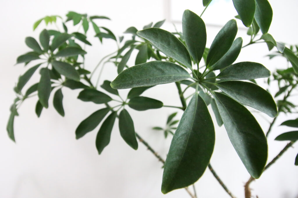 close up of umbrella plant