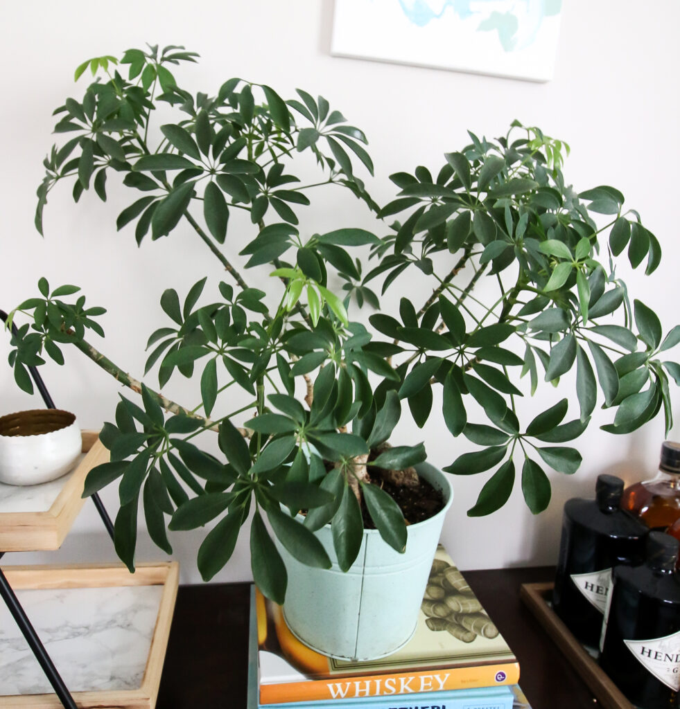 umbrella plant in a pot