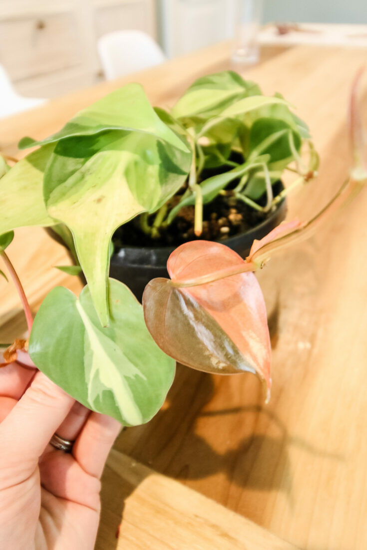 pink new growth on a Philodendron Brasil