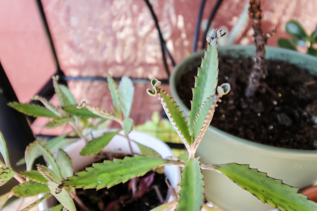baby plantlets on a mother of thousands plant