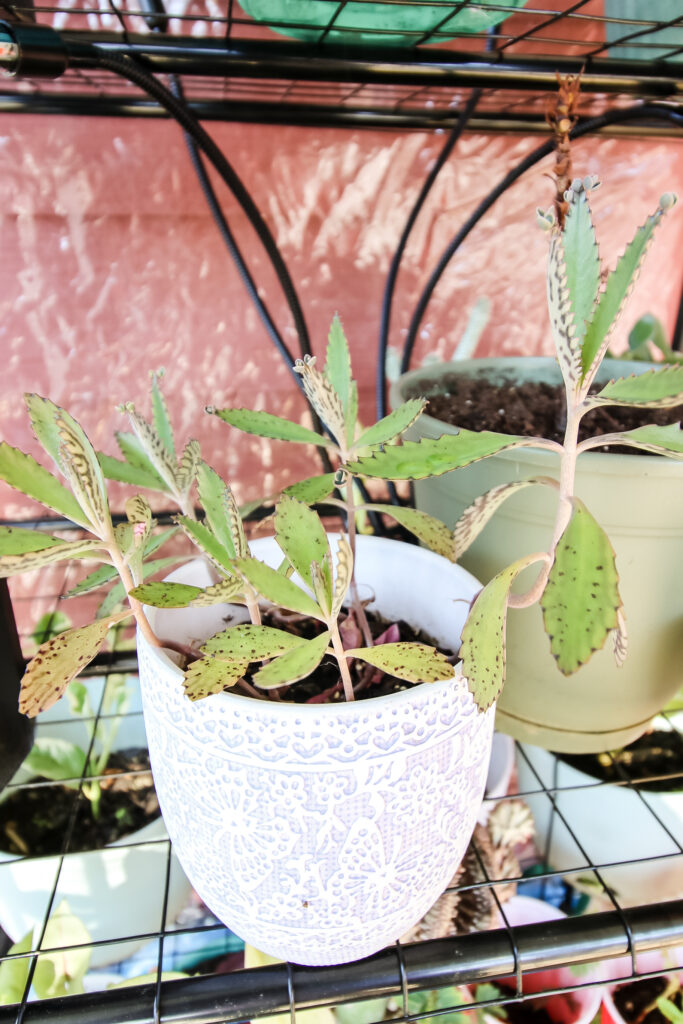 mother of thousands plant