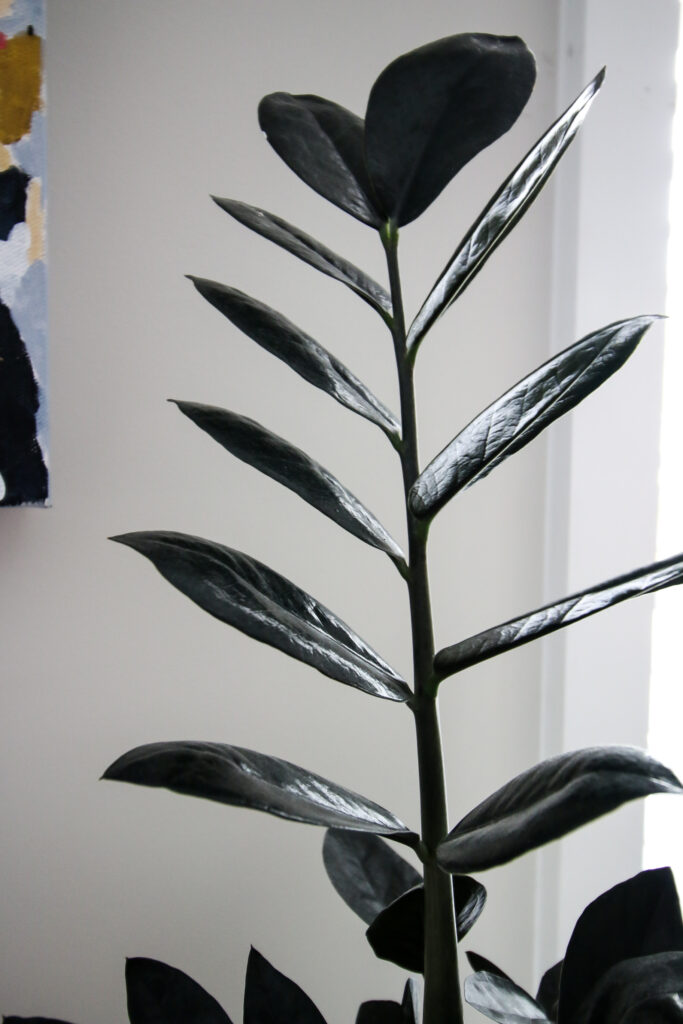 branch of a raven zz plant