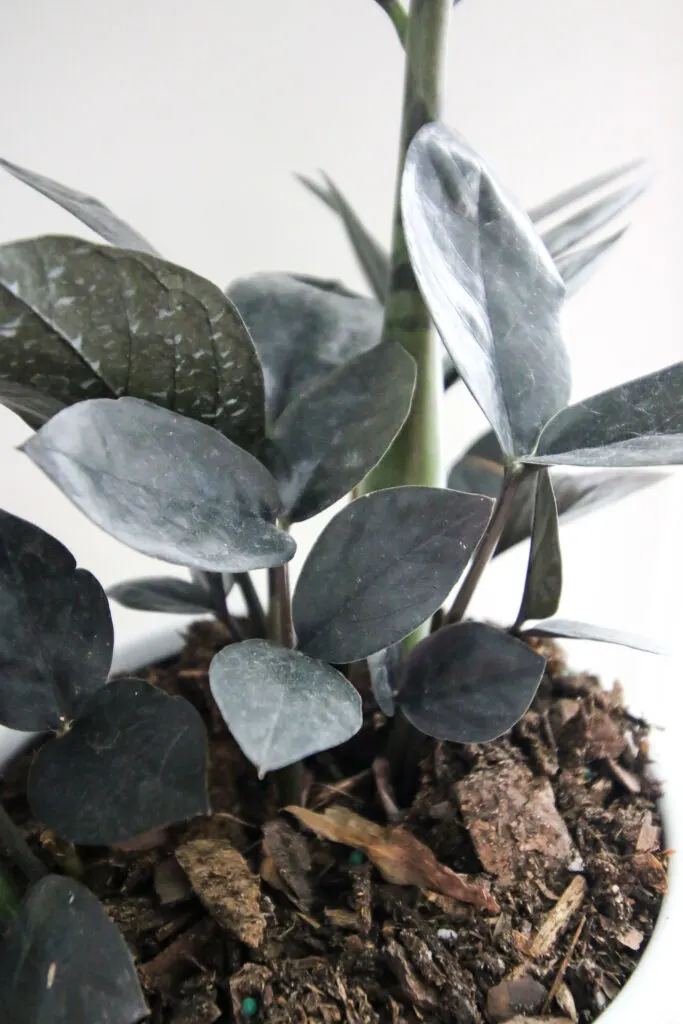 close up of dirty raven zz plant leaves