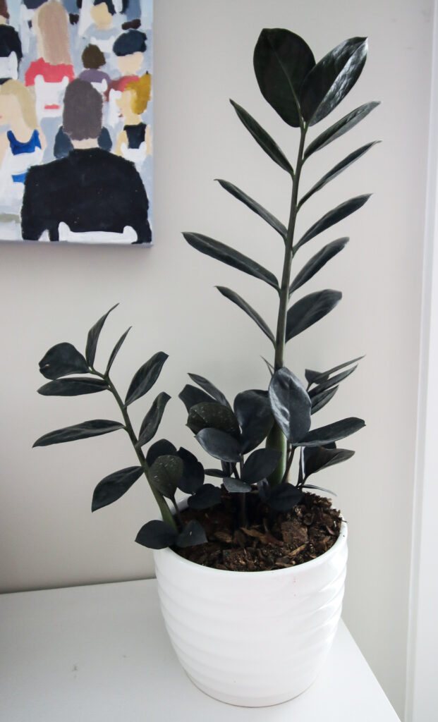 raven zz plant in white pot