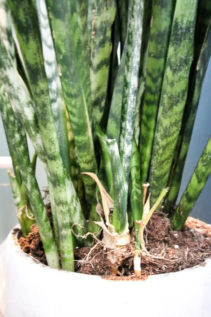 close up of snake plant in pot