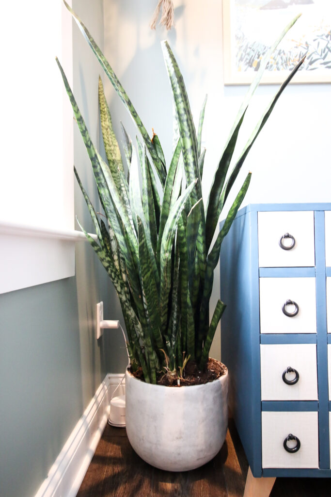 snake plant in pot