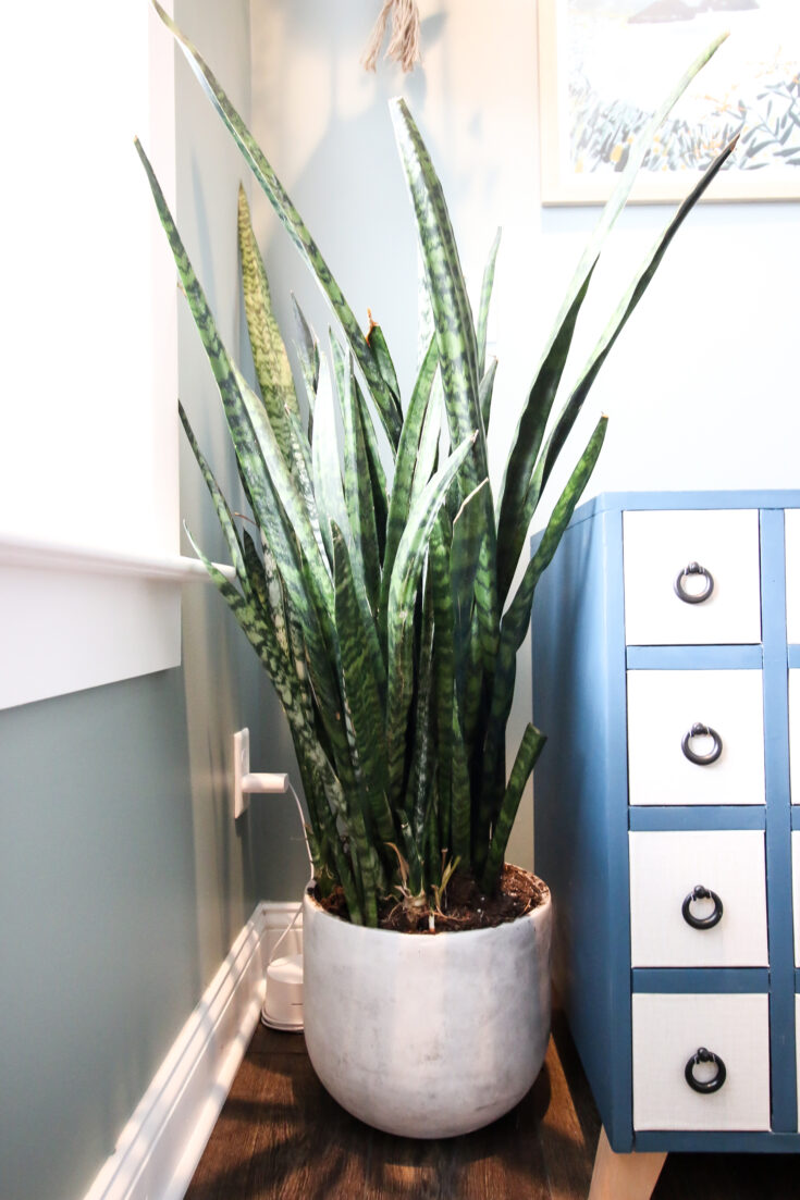 The most popular houseplants (and how to care for them)