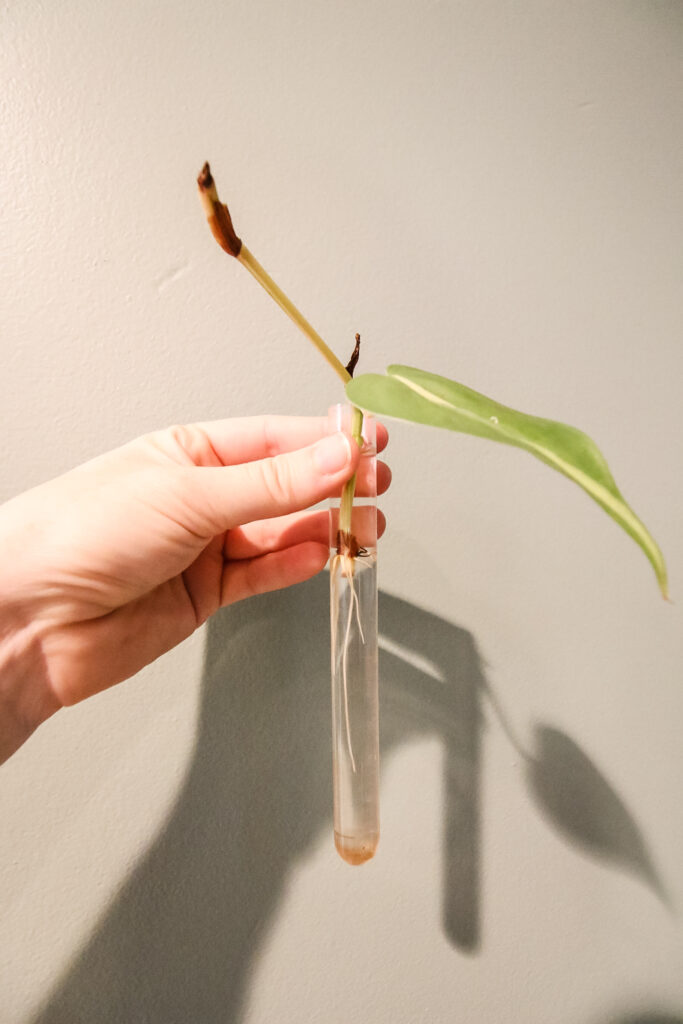 Philodendron Brasil rooting in water