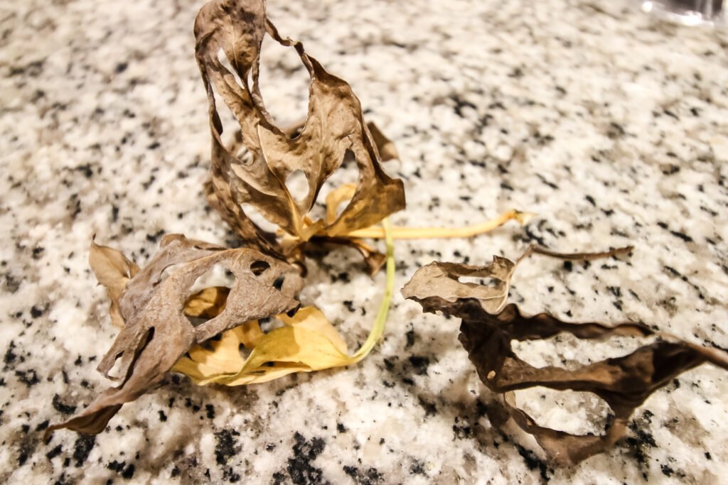 yellow and brown swiss cheese plant leaves