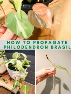 How to propagate Philodendron Brasil