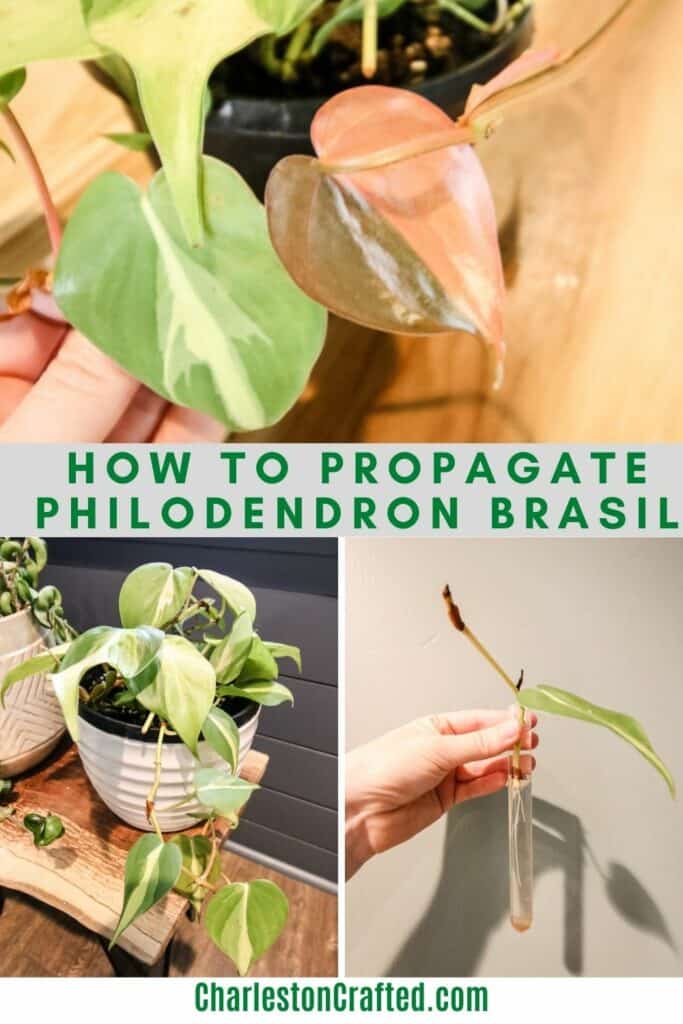 How to propagate Philodendron Brasil