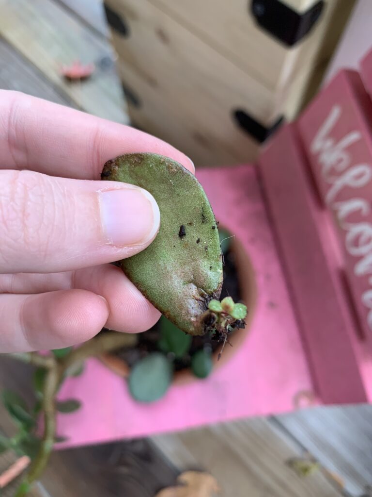 jade leaf growing roots