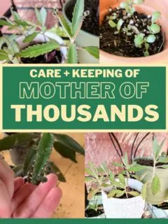 care and keeping of mother of thousands plant