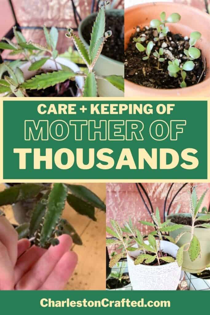 care and keeping of mother of thousands plant