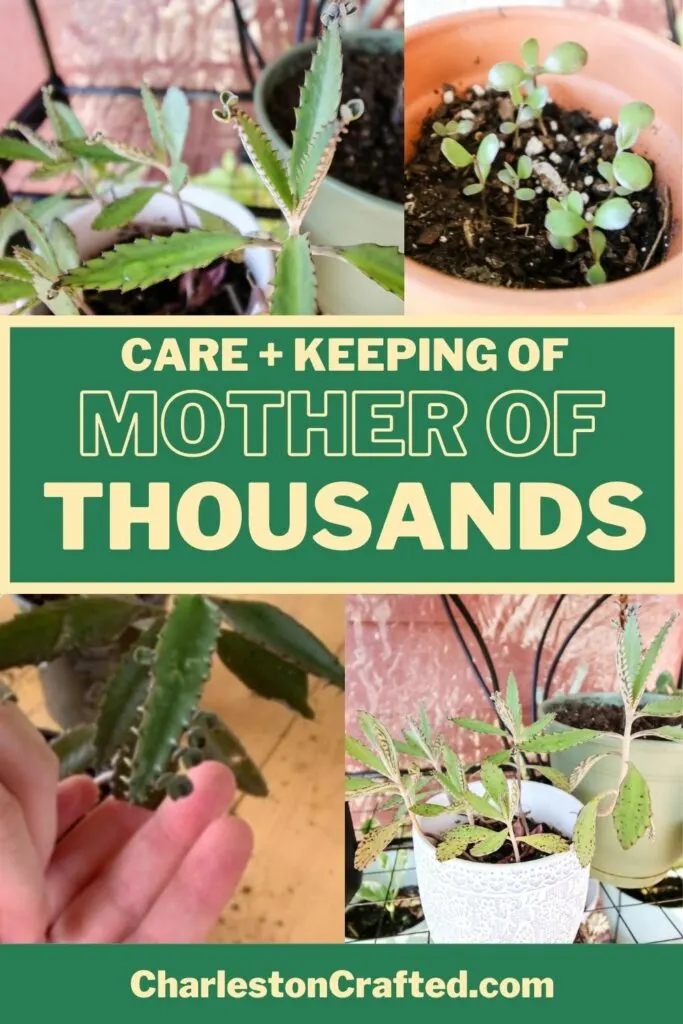 care and keeping of mother of thousands plant