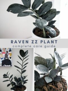 raven zz plant complete care guide