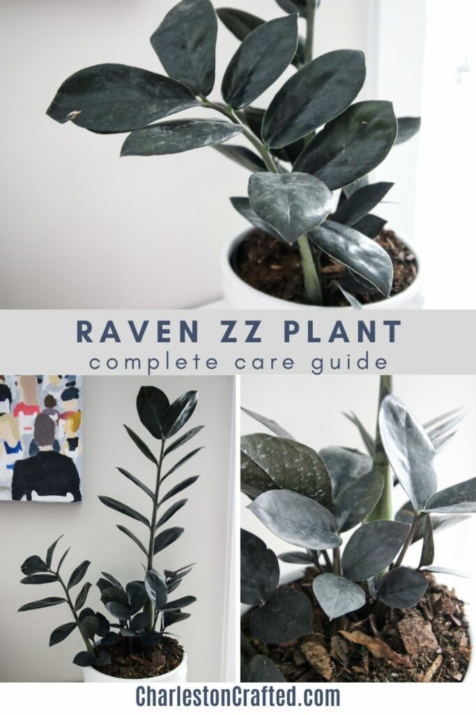 raven zz plant complete care guide