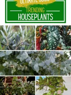 trending houseplants