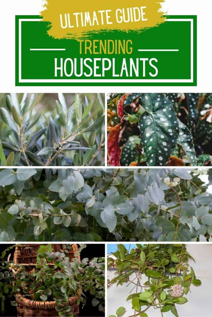 trending houseplants