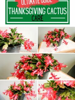 ultimate guide to thanksgiving cactus care
