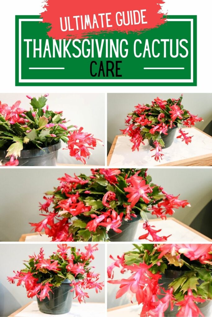 ultimate guide to thanksgiving cactus care