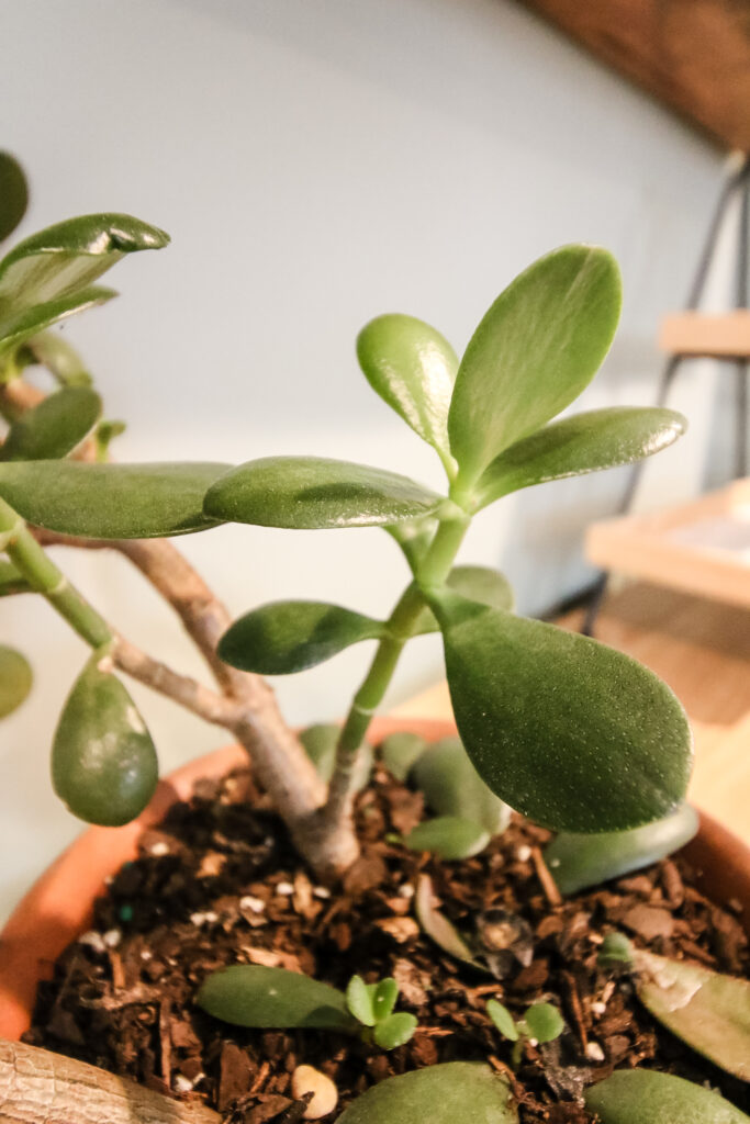 close up of jade plant