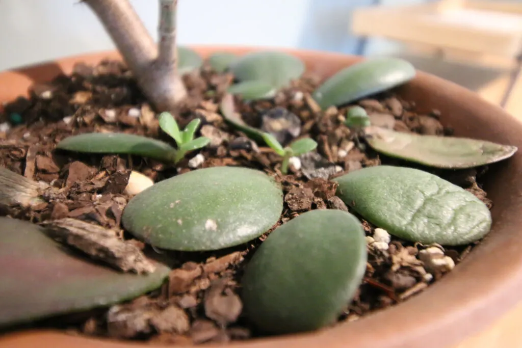 close up of jade plant baby propagations