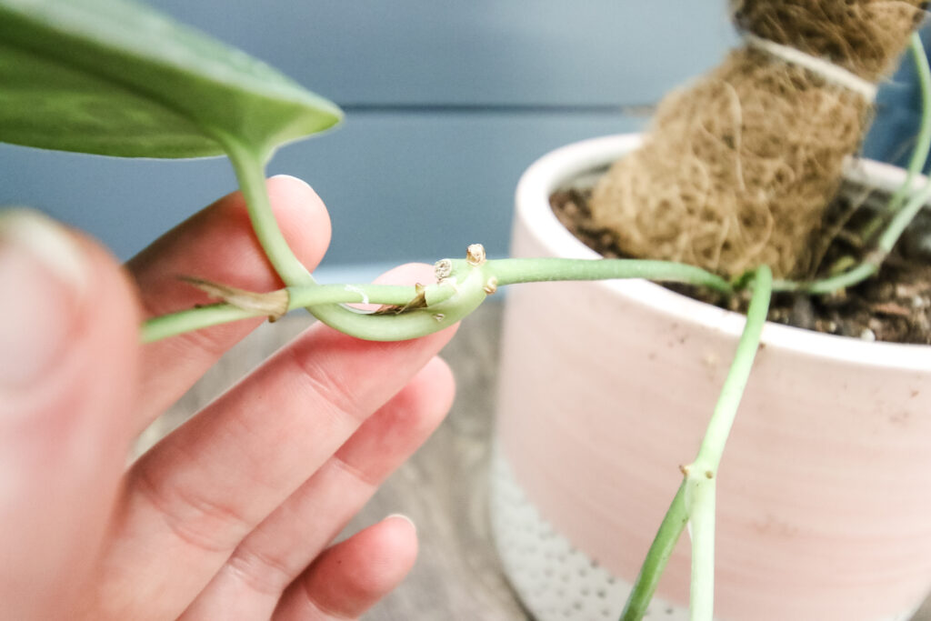 satin pothos node