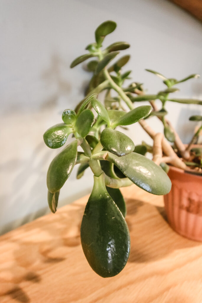 close up of jade plant