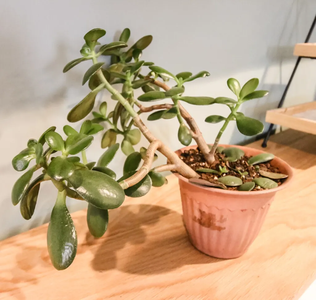 jade plant in a pot