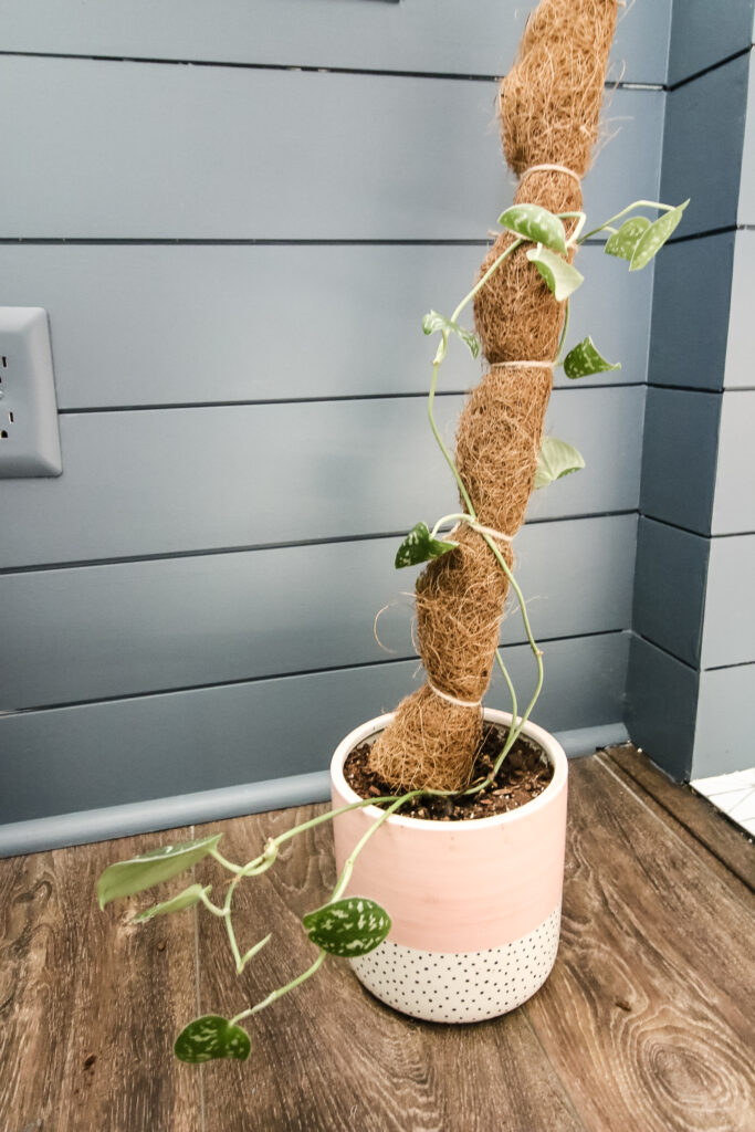 satin pothos on a moss pole