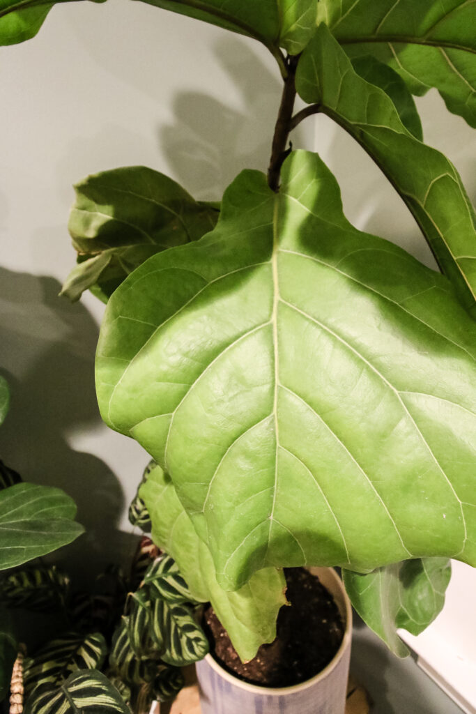 close up of fiddle leaf fig leaf