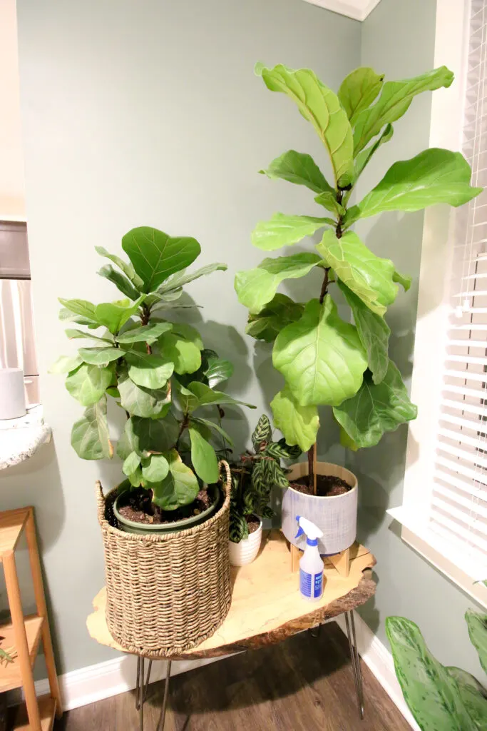 two potted fiddle leaf fig plants